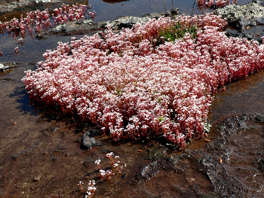 {Diamorpha smallii}